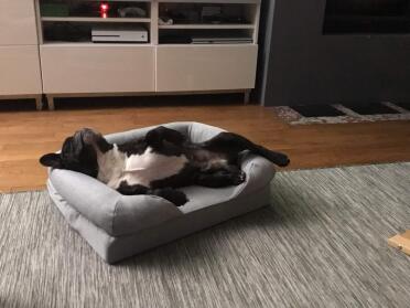 Diabolo happy with his new place!