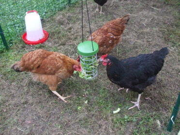 A fun treat holder for the chickens