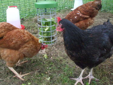 A fun way to keep your hens fed