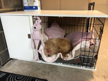 'AMBER' Rescued @ 6yrs of age..Safe now!????????