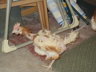 Armes gerettetes huhn, eines von fünf, die wir am sonntag eingesammelt haben, sie essen gut und wir halten sie warm.