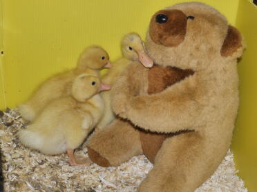 Diese Enten schlüpften zur gleichen Zeit, als Prinzessin Charlotte geboren wurde. Daher heißt eine der Enten Prinzessin Charlotte und der Drake-Prinz George