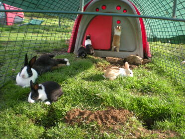 Schnüffelt mit all ihren 6 Babys