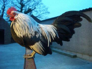 A stunning looking silver duckwing dutch bantam cockerel.