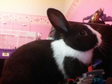 Oreo das niederländische Kaninchen