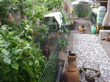 A Eglu chicken coop in a small garden