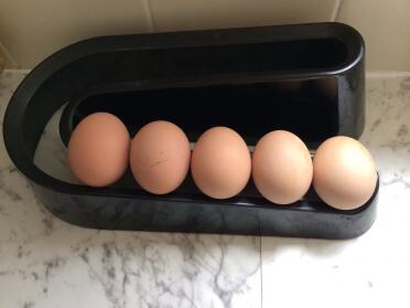 1. jemals gelegte eier
