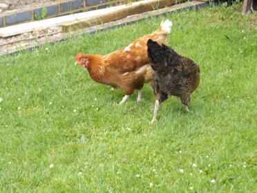 Eggxploring!!!!