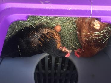 Quinoa und rhiannon im nistkasten. 