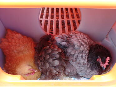Zwei orpington-bantams und ein cochin im nistkasten!