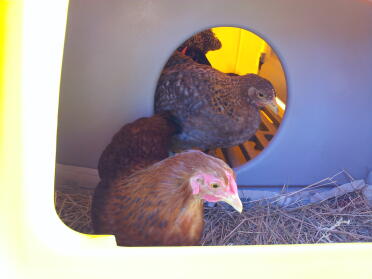 Henriette guckt sich schon mal das Nest an. Und wenn sie mal Groß ist... ;-)
