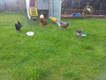 trotz großem Garten gehen sie artig zum Eierlegen in das schöne weiche Nest :-)