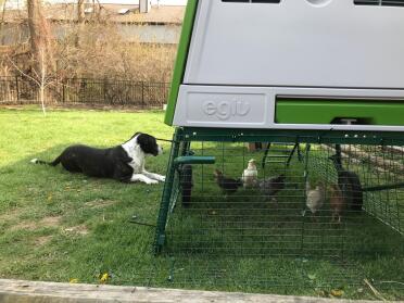 The dog loves watching the chickens.