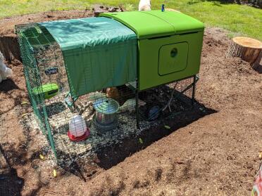 Our Chicken's New Home!