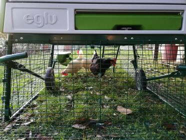 The raised design of the cube gives your hens extra room to play!