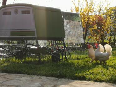 These chickens love admiring their home.
