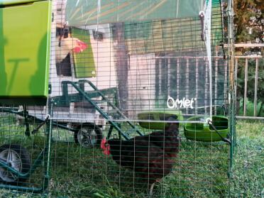 The cube makes a lovely home for your hens!