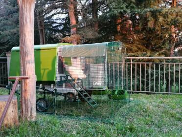 The cube makes a lovely home for your hens!