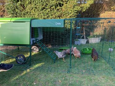 Omlet Green Eglu Cube Large Chicken Coop and Run with Chickens in Garden