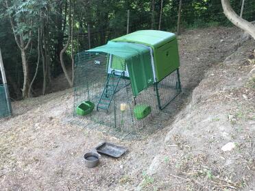 The coop can be set up in various types of backyards