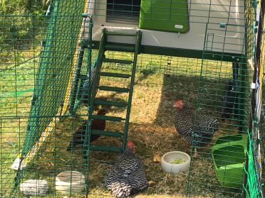 These hens love their Omlet home!