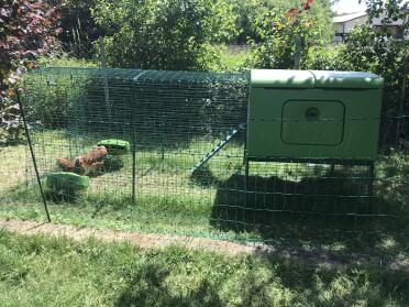 What a lovely day to spend with your hens!