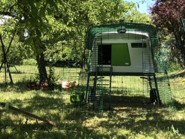 Omlet sell all you need to keep chickens!