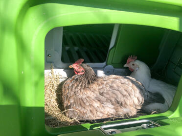 Chickens love laying in the cube!