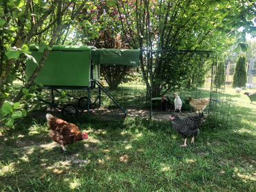 Omlet sell all you need to keep happy healthy chickens!