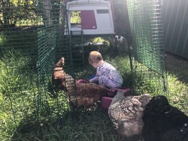 It's fun to help out with your chickens.