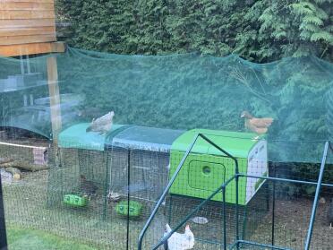 I've put lots of chicken fencing around my Eglu Cube chicken coop.
