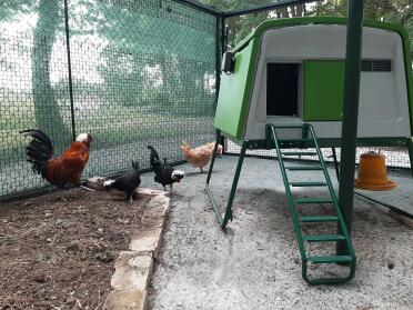 There's plenty of space for these Chickens in the cube!