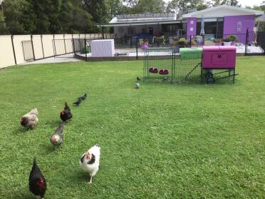 Purple Eglu Cube large chicken coop and run with chickens in the garden