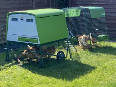 The coop can accommodate up to 10 small chickens