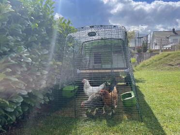 The double insulation walls of the coop allow the chickens to keep cool in summer