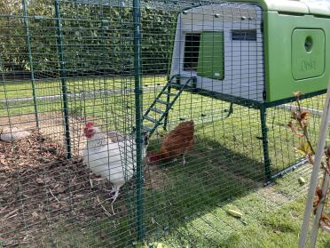 Green Eglu Cube large chicken coop and run in the garden with 2 chickens