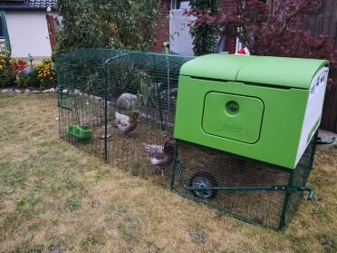 Chickens love the Eglu Cube run