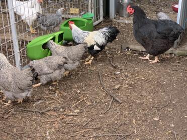 Chickens love to graze!