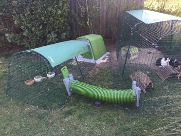 Rabbits in Omlet Zippi Rabbit Playpen with Omlet Zippi Tunnel attached to Green Eglu Rabbit Hutch with Run