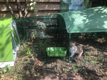 Omlet have products suitable for your rabbits and your dogs!
