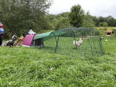 Chickens are supervising construction. 