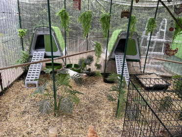 Pollo glamping 