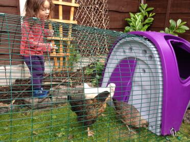 Little chicken whisperer