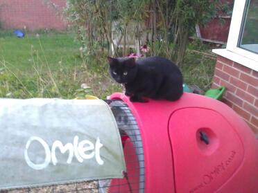 Even the cat watches the chickens