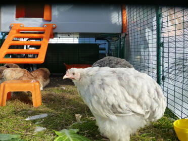 4 bantam favs & 2 cochins in orange Cube laufen