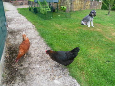 Dexter,Annabel and Hayley