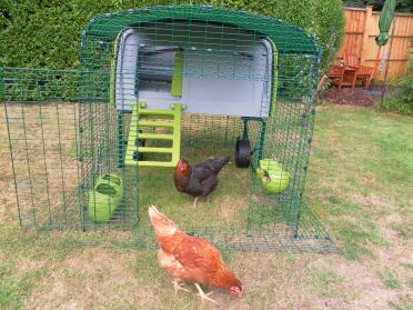 my two chickens