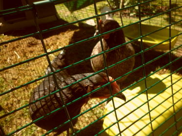 Starring Hettie and Courgettie