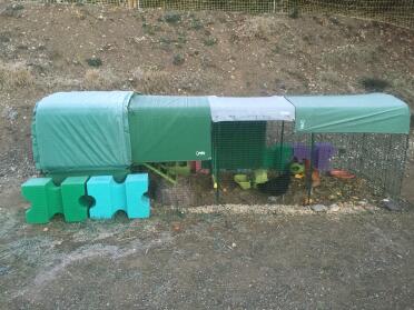 Galline ben riparate al freddo 
