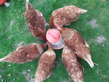 Chucks loving their new feeder!